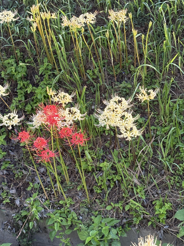 お彼岸の中日です